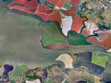 san francisco bay algae