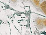 choosemessiah3.jpg